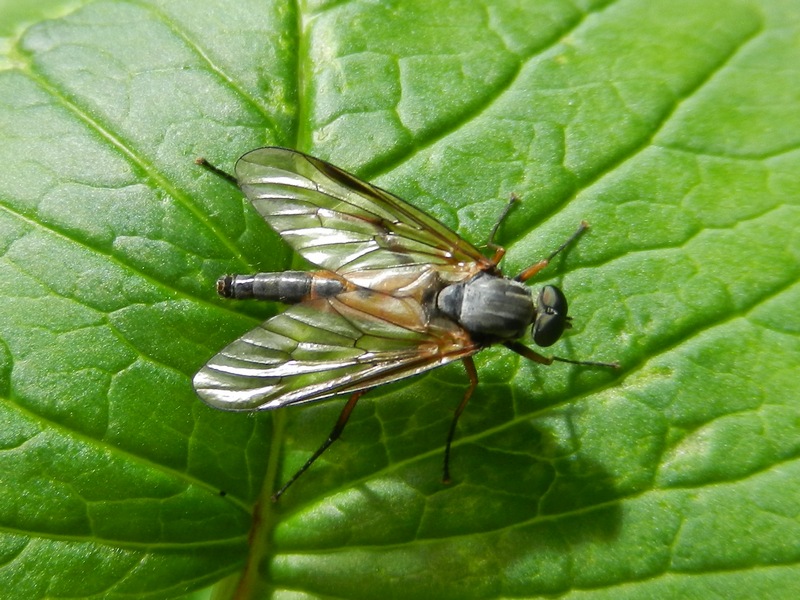 Rhagio cf scolopaceus